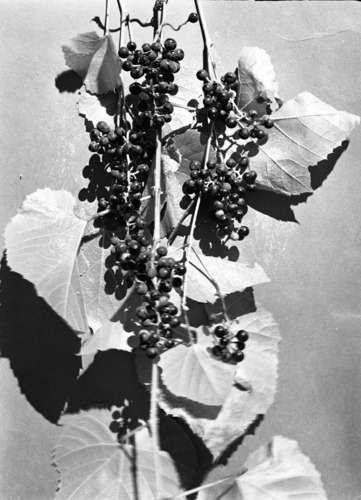 Wild Arizona grapes. Vitis arizonica.