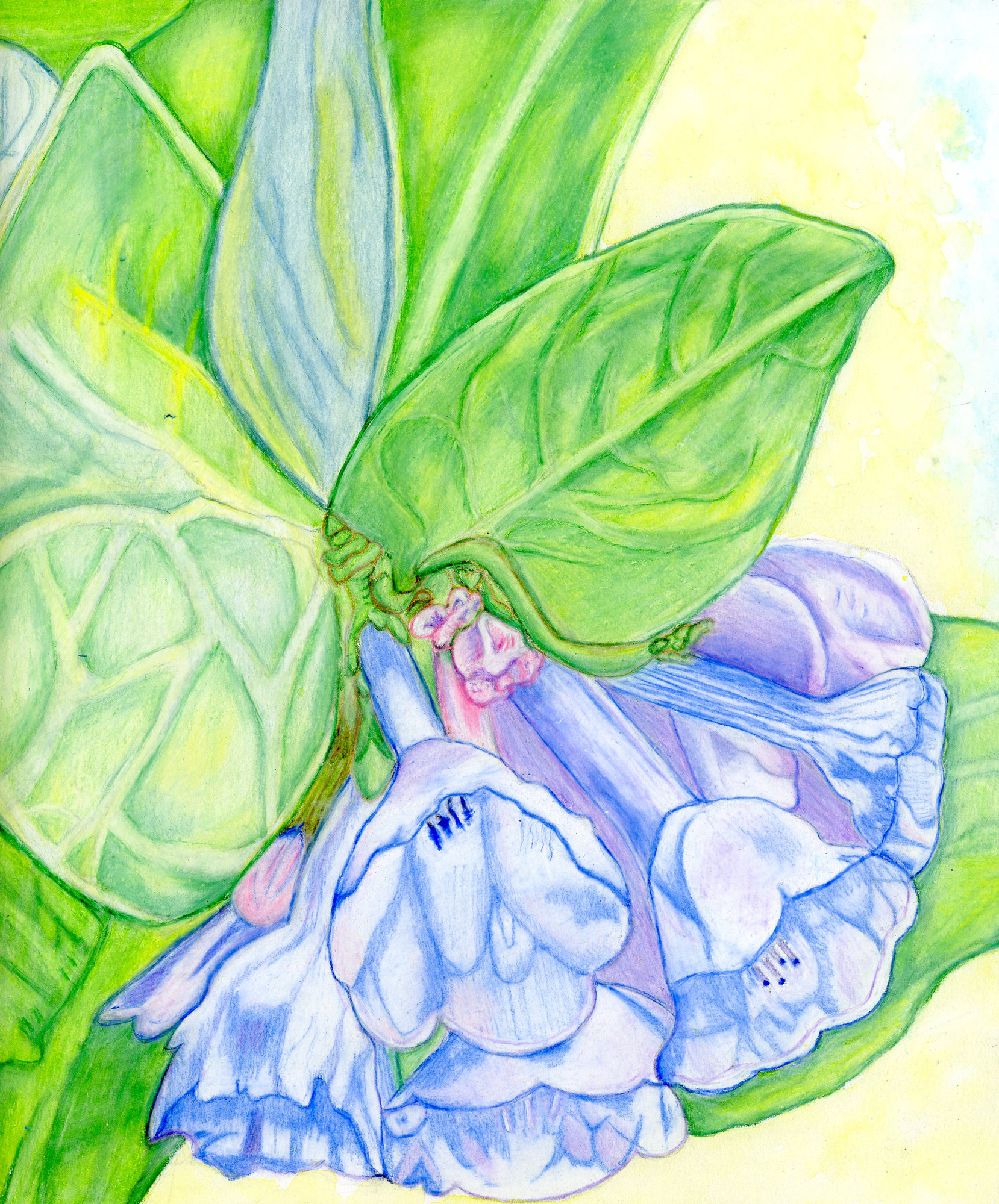 drawing of light blue flowers with big, green leaves