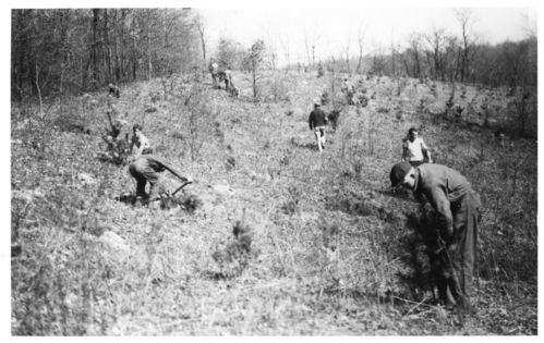 CCC in  Cuyahoga Valley National Park- Tree Planting