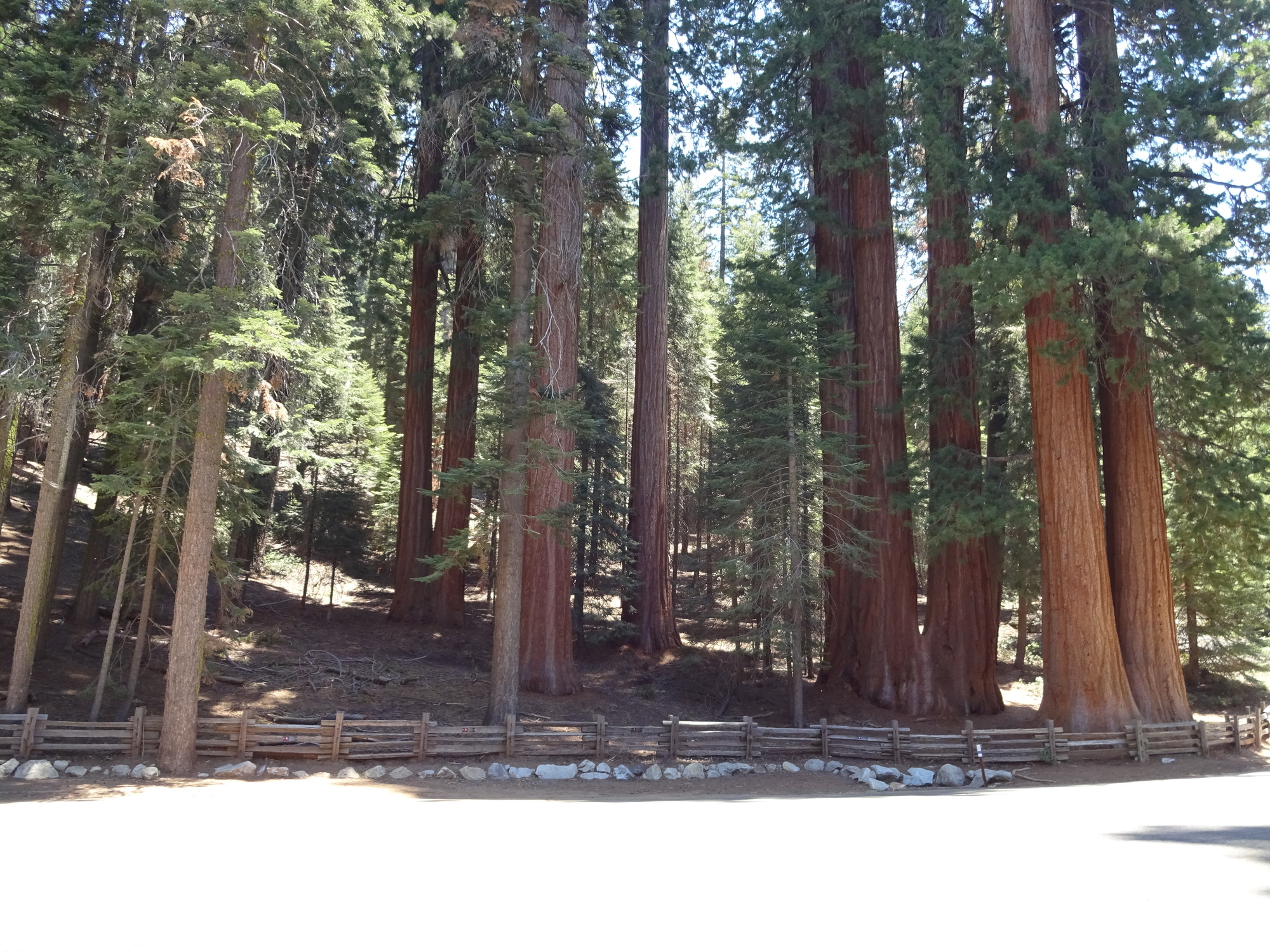 A post and rail fence with giant Sequoias in the background.