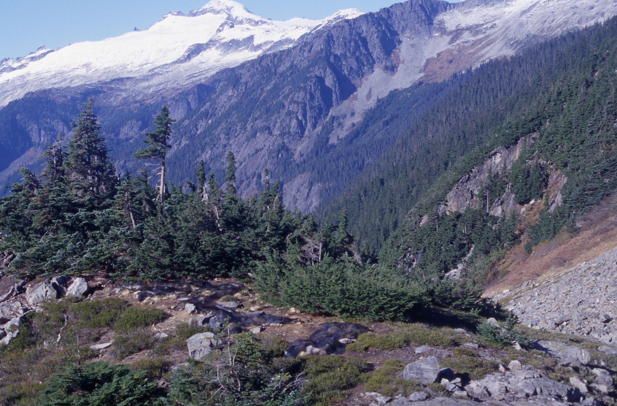Pines, grasses, shrubs and wildflowers surrounding a shade cloths covering a circular bare patch on a hill. In the background are forested slopes.