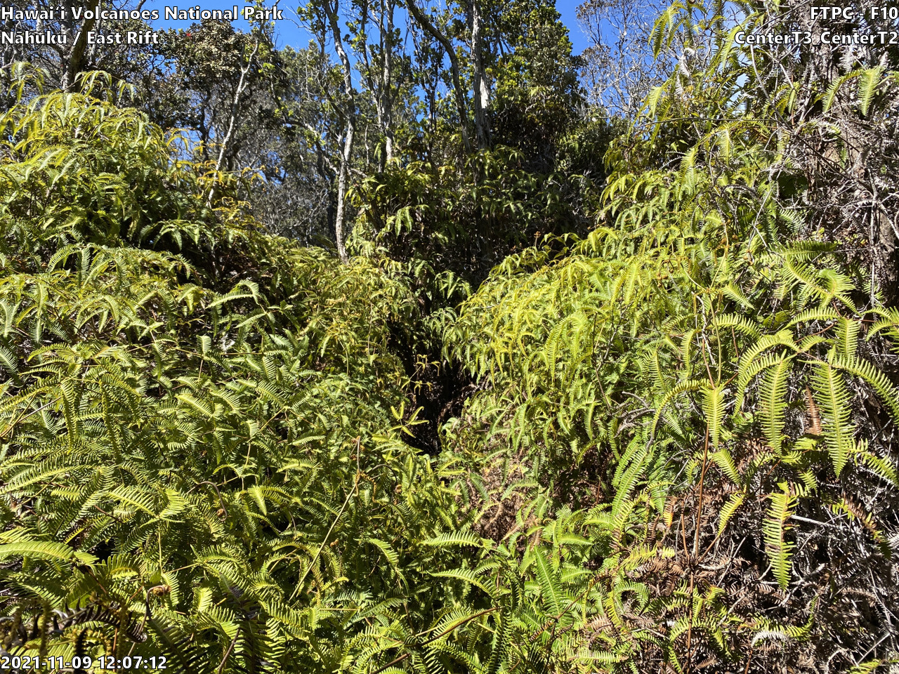 Eye-level view of plant community at monitoring site