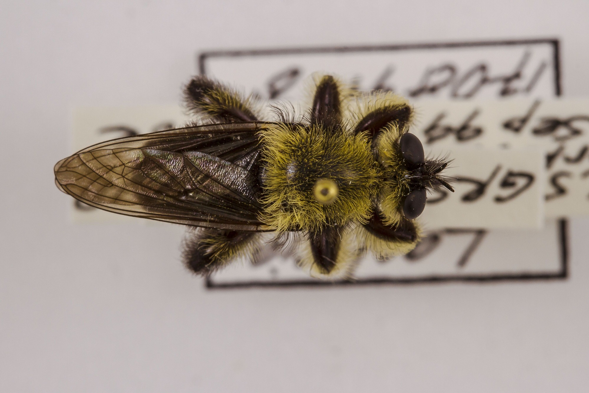 Image of Laphria affinis, a species of Animalia