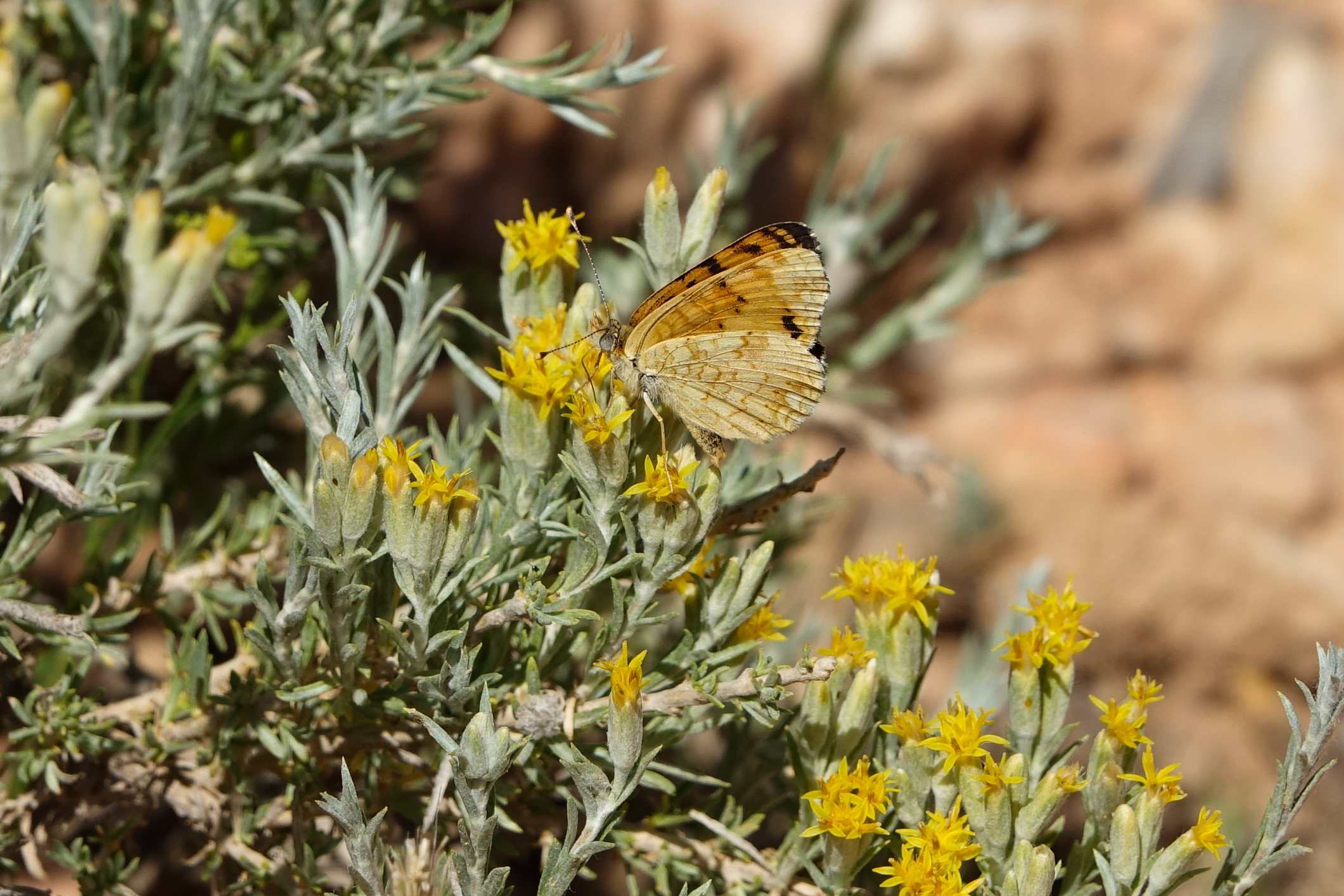 Tan and orange butterfly on sage green and yellow-flowered bush