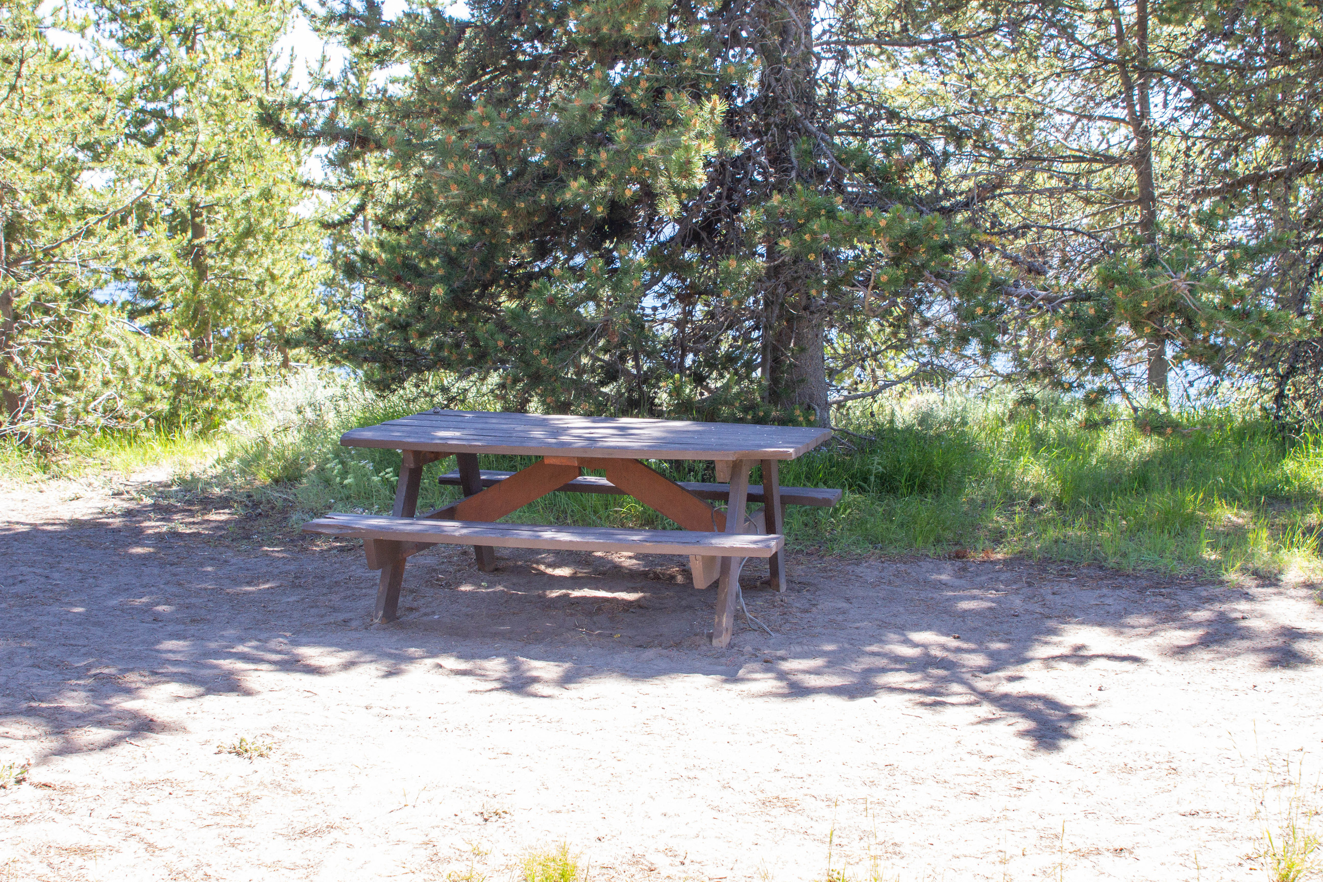 One empty picnic table near tree and in front of Yellowstone Lake