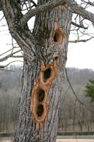 Holes made by a woodpecker in this dead tree.