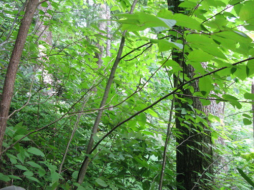 GRSM Accuracy Assessment. Plot Code: GRSM_AA_0865_5