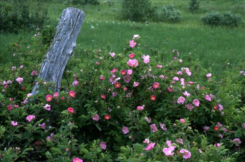 Badlands Flowers: Red, Pink, Blue