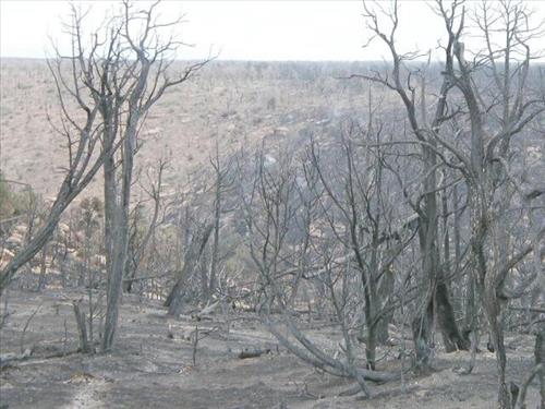Canyon burn areas depicted in surface photos in the aftermath of the Long Mesa Fire, Mesa Verde National Park, August 2002