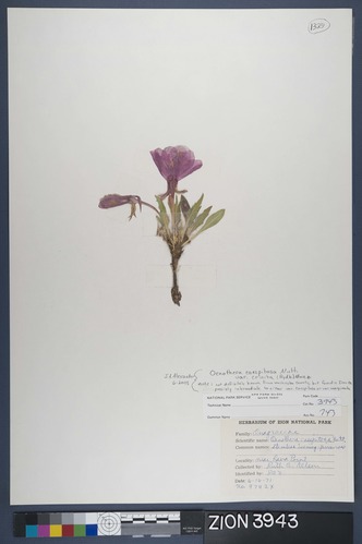 Herbarium Specimen Sheet 3943