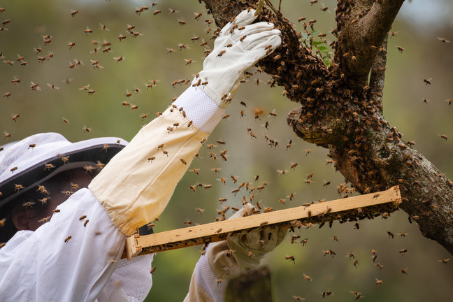 Bee keepers and honey bees. 