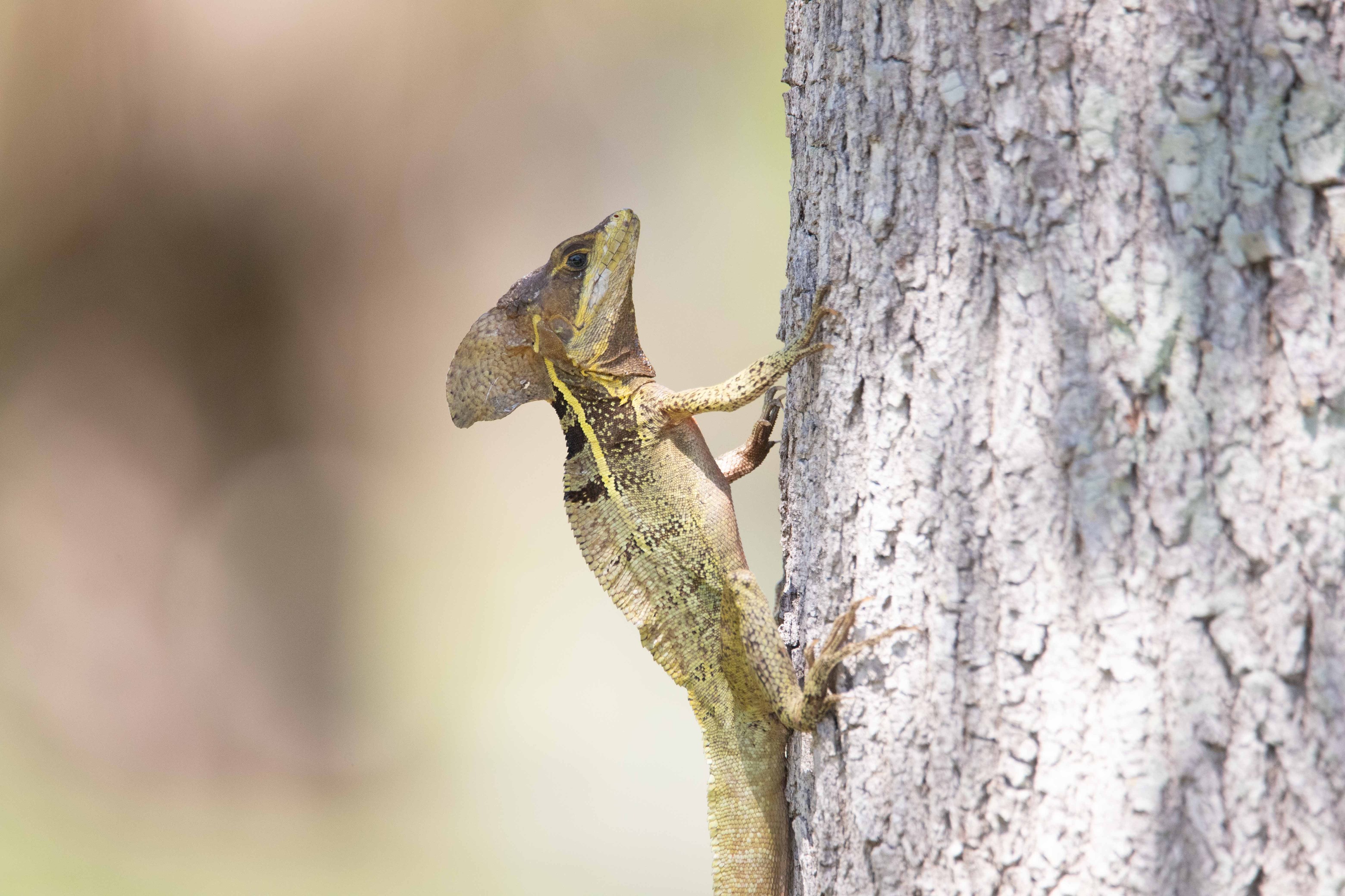 A brown and yellow, crested lizard grabs on to the trunk of a tree.