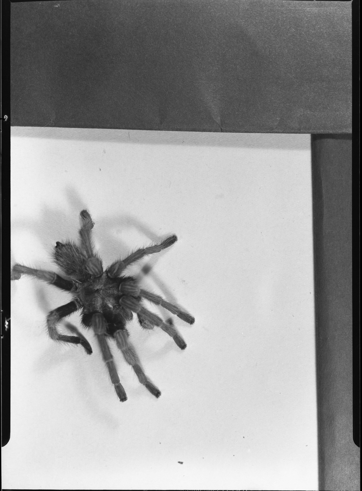 Tarantula