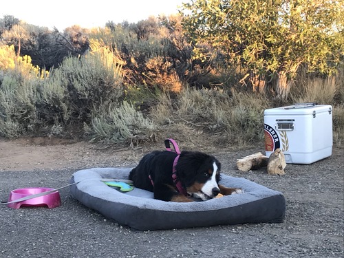 A dog in the Elk Creek campground on a bed and chewing on a toy
