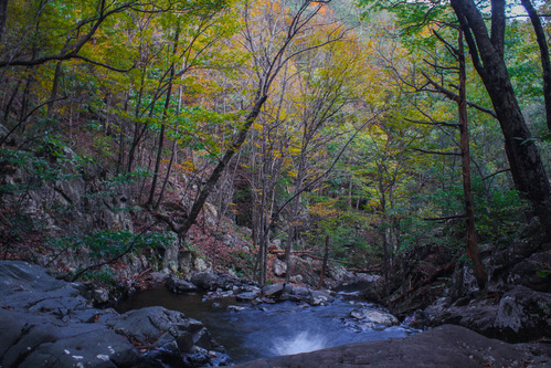 Oranges, yellows and greens of fall trees frame a mountain stream
