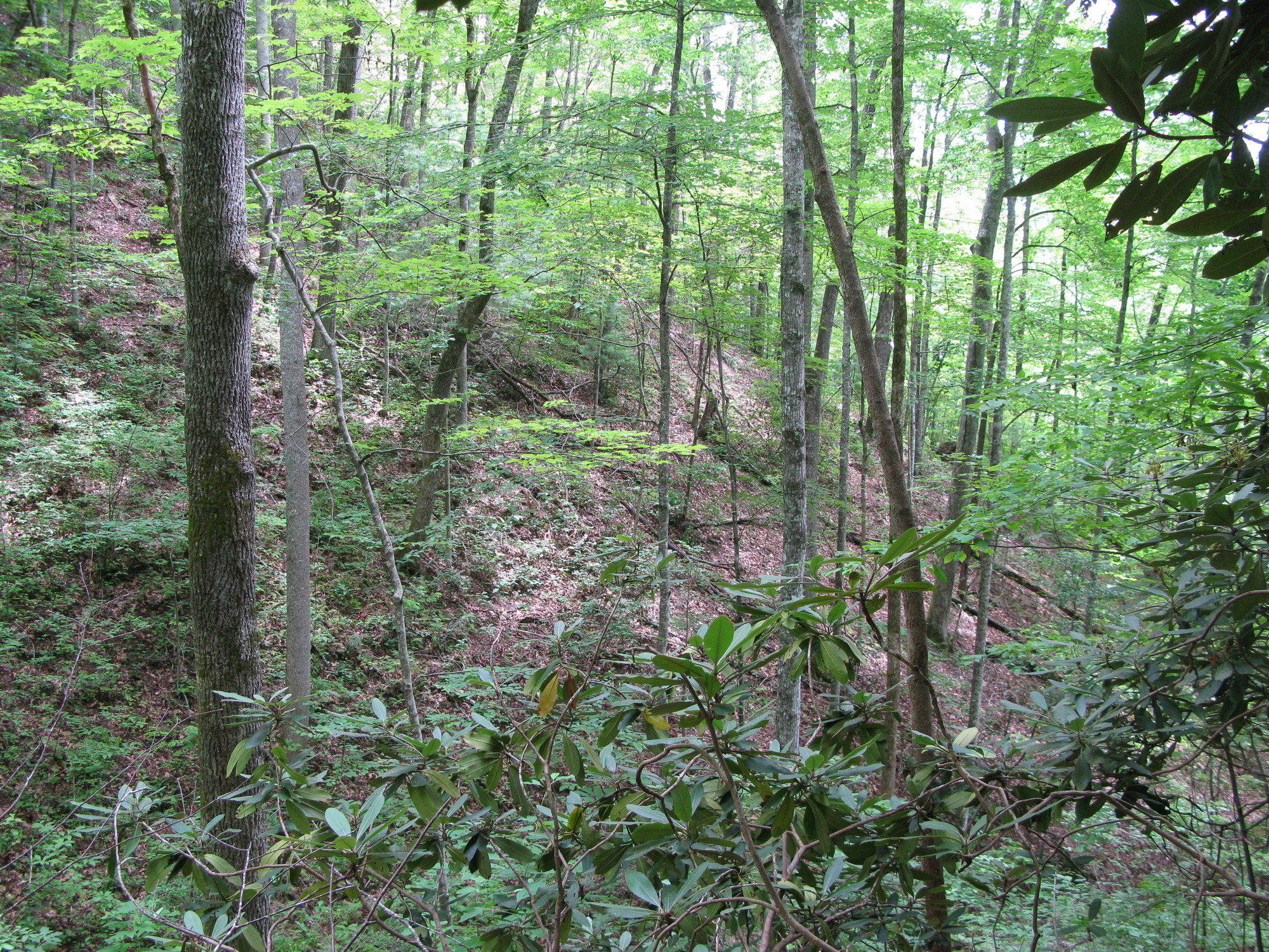 GRSM Accuracy Assessment. Plot Code: GRSM_AA_0088_3