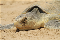 A nesting Kemp's ridley sea turtle returns to the water after nesting at the 34.5 mile marker at Padre Island National Seashore on 8 June 2011. 