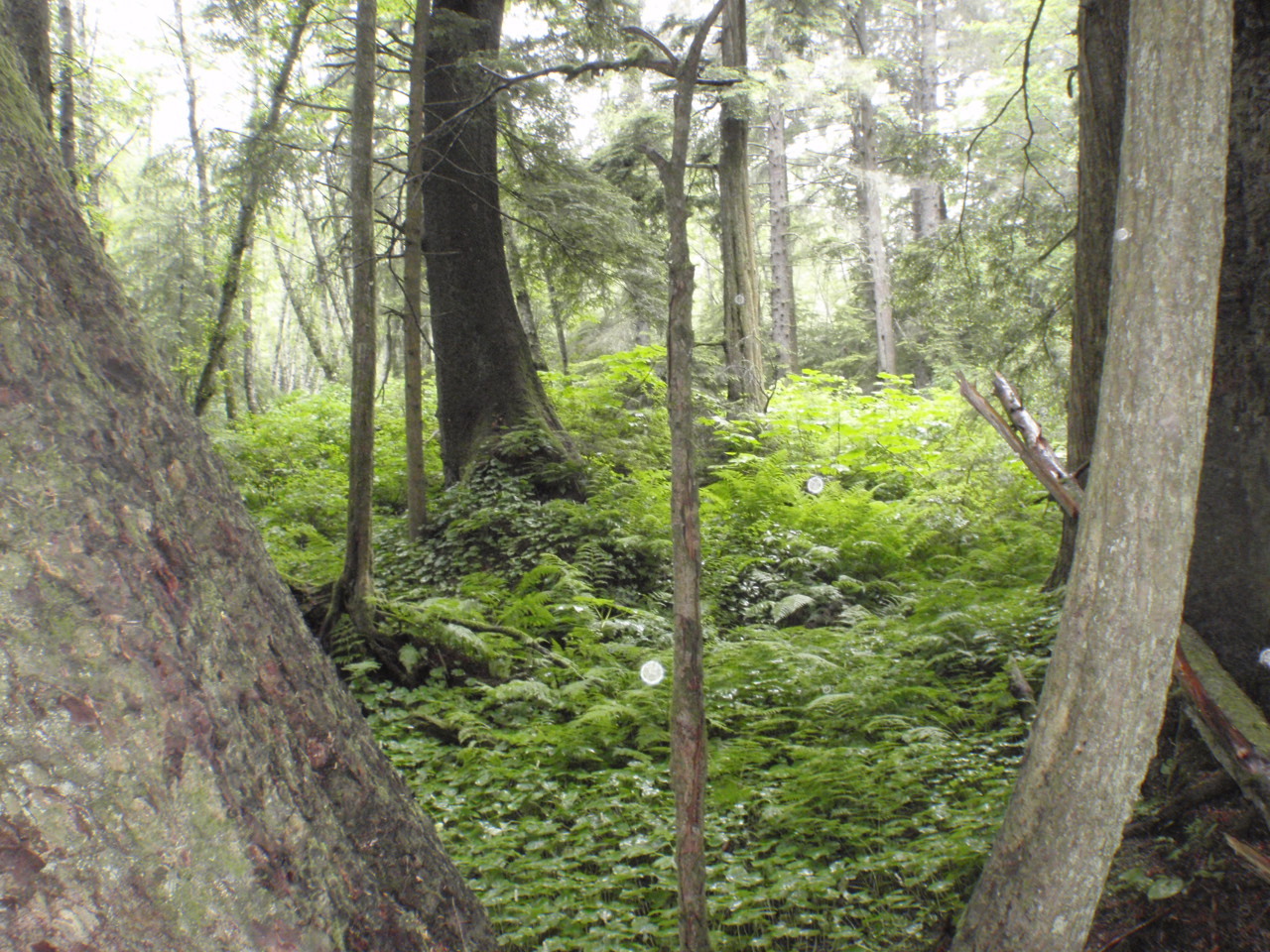 view of forest floor from between two tree trunks