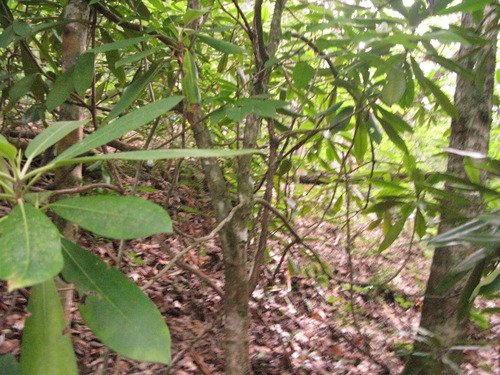 GRSM Accuracy Assessment. Plot Code: GRSM_AA_0169_5