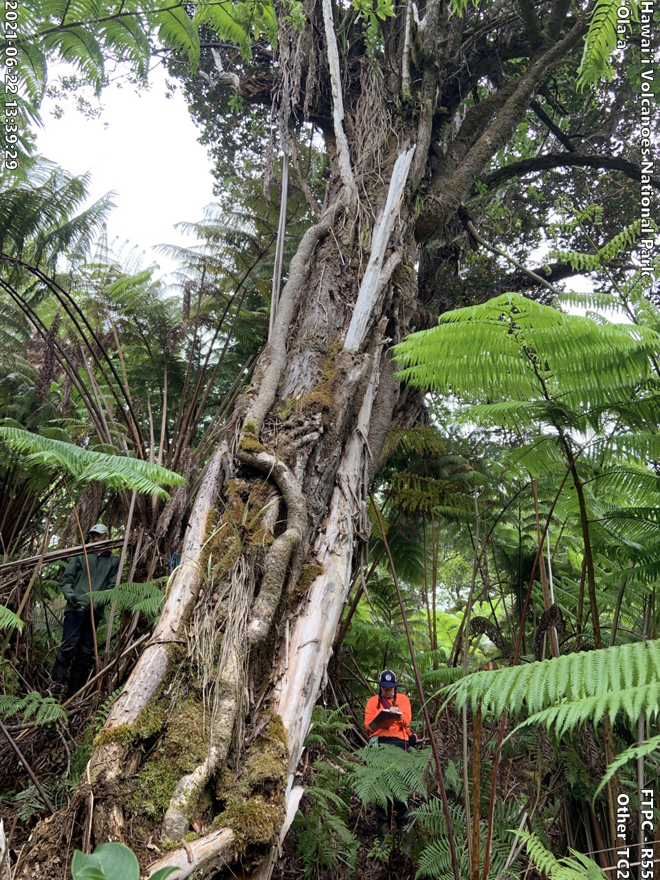Photo of a phenomenon at the monitoring site. Phenomena may include a unique growth form of a plant, a tree complex (often a tight cluster of trees growing intertwined due to previous epiphytic growth) signs of pests or disease on a plant, signs of pig damage within the forest, or other unforeseen phenomenon. A short description is typically included in the photo subject after the keyword "Other".