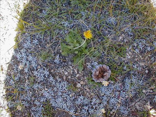 Meadow impacts from stock use at Lower Rock Creek Crossing, Sequoia and Kings Canyon National Park