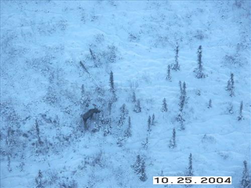 9 Gates of the Arctic National Park and Preserve Koyukuk Moose Survey 2004