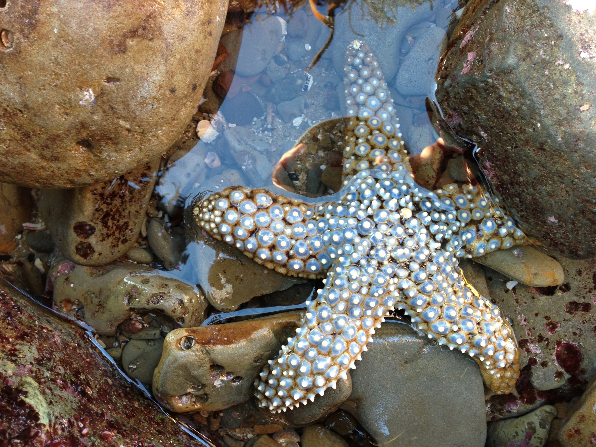 A five pointed sea star with white knobs on each arm.