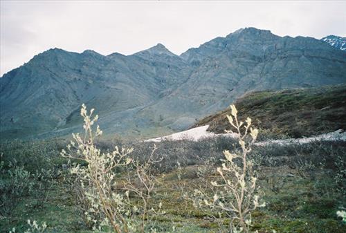 6 Gates of the Arctic National Park and Preserve Itkillik Birds Survey June 2006