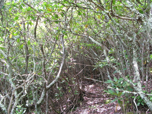 GRSM Accuracy Assessment. Plot Code: GRSM_AA_0381