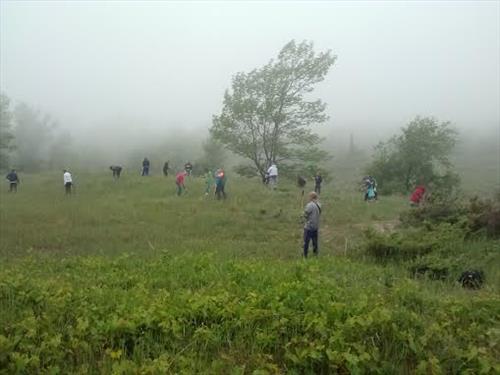 Invasive baby's breath control at Sleeping Bear Dunes National Lakeshore in July 2014