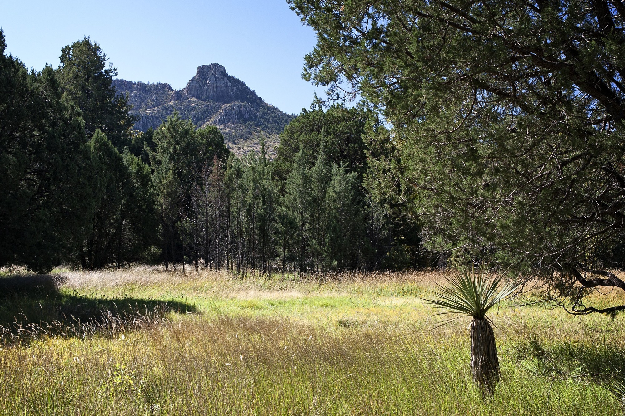 Green, grassy field with a rocky peak in the background. 
