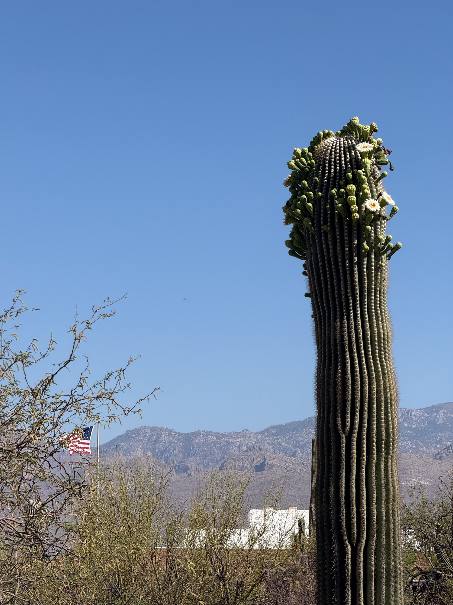 A solo saguaro stands in front of a building with the American flag flying. The saguaro has flowers crowning its head.