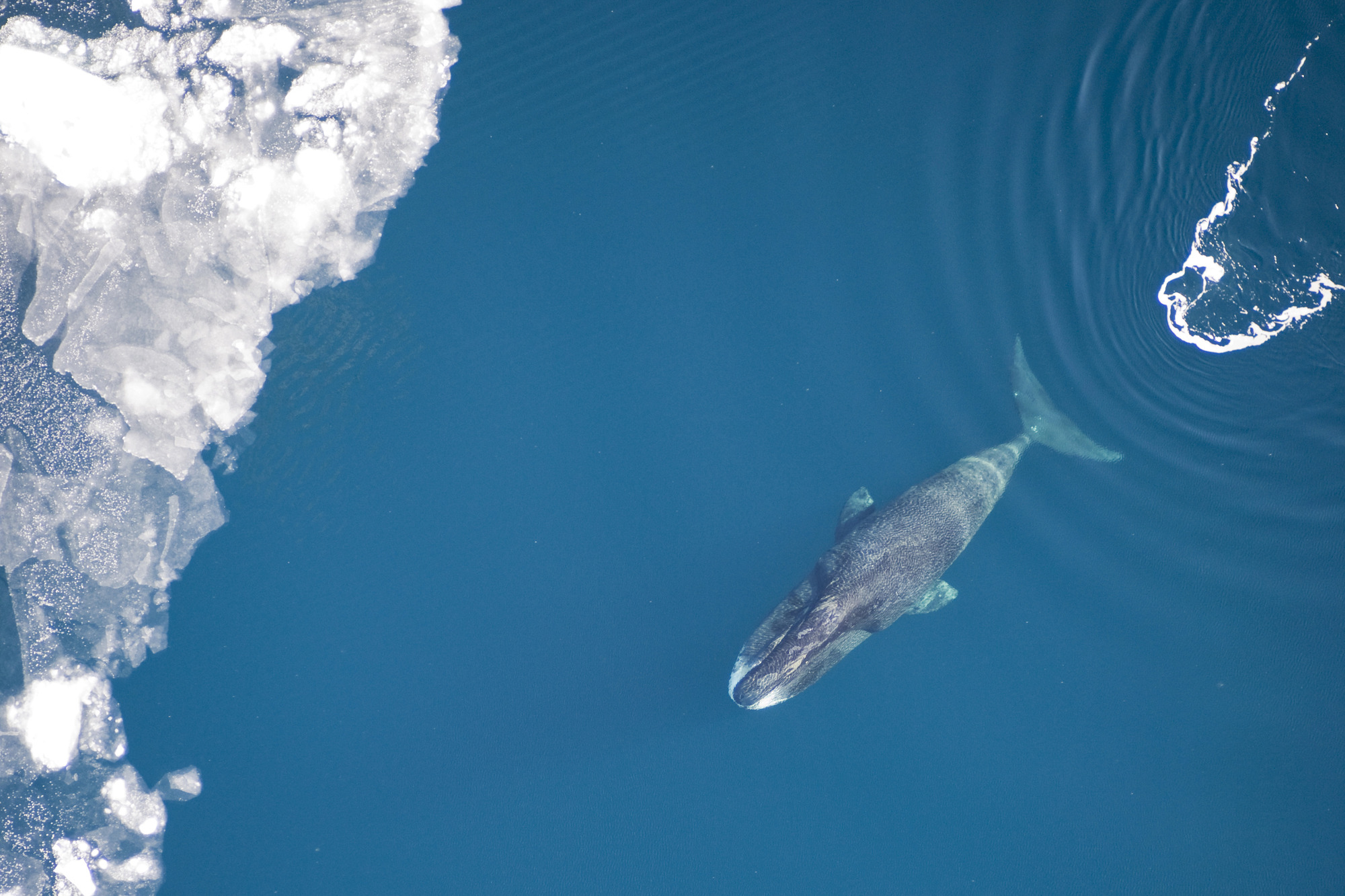 A bowhead whale swims through blue water toward ice.