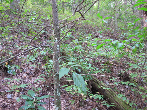 GRSM Accuracy Assessment. Plot Code: GRSM_AA_0562_4