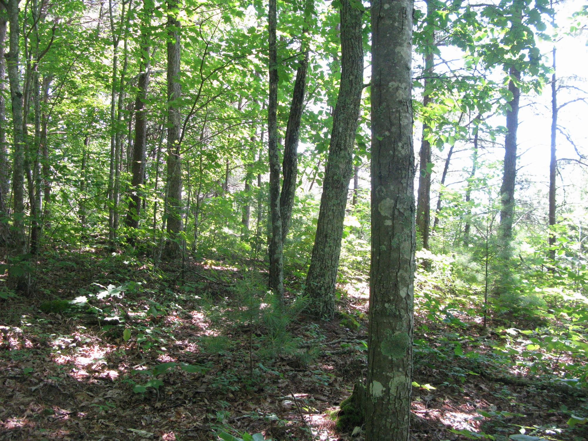 GRSM Accuracy Assessment. Plot Code: GRSM_AA_0792_3