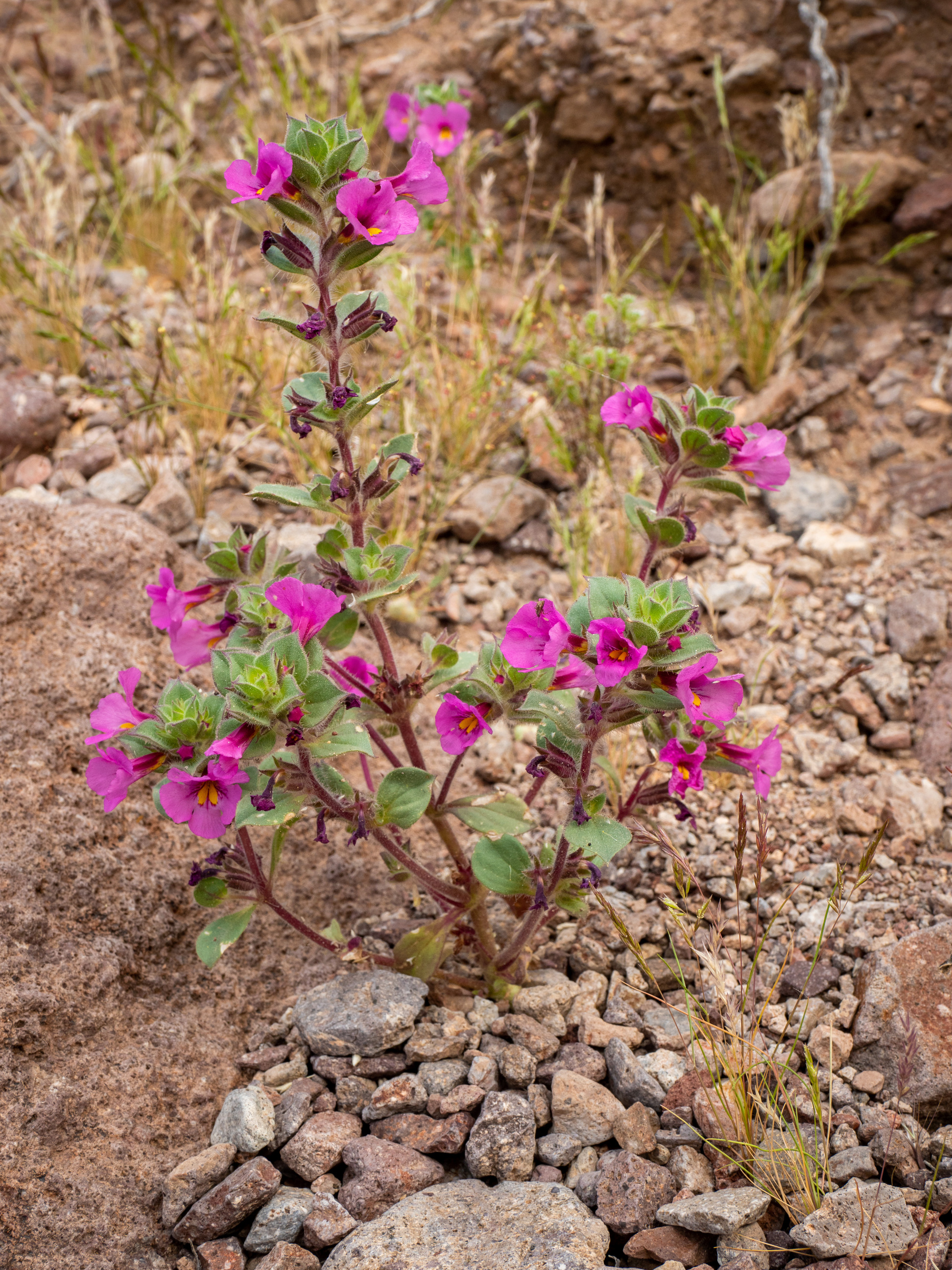small plant with magenta flower growing in rocks