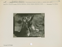hfca_1607_iva_013_10_002_1748_a. Antelope [American Pronghorn] -- Close-up of head of male -- horns just shed.. Locality: Indian Gardens, Grand Canyon National Park. Negative #: 1748