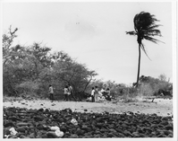 A black and white image of a park ranger speaking to five Youth Conservation Corp members in Keauhou. The park ranger is at the center of the walking towards the left wearing a National Park Service uniform while carrying a hat in his left hand. He is walking in front of a short tree. The five Youth Conservation Corp members are standing with their backs facing the camera watching the park ranger. All five members are wearing t-shirts and jeans. They are standing in a sandy area. In the foreground there is a cluster of rocks. Behind the tree, in the background, a light-colored tent surrounded by taller trees and palm trees is visible.