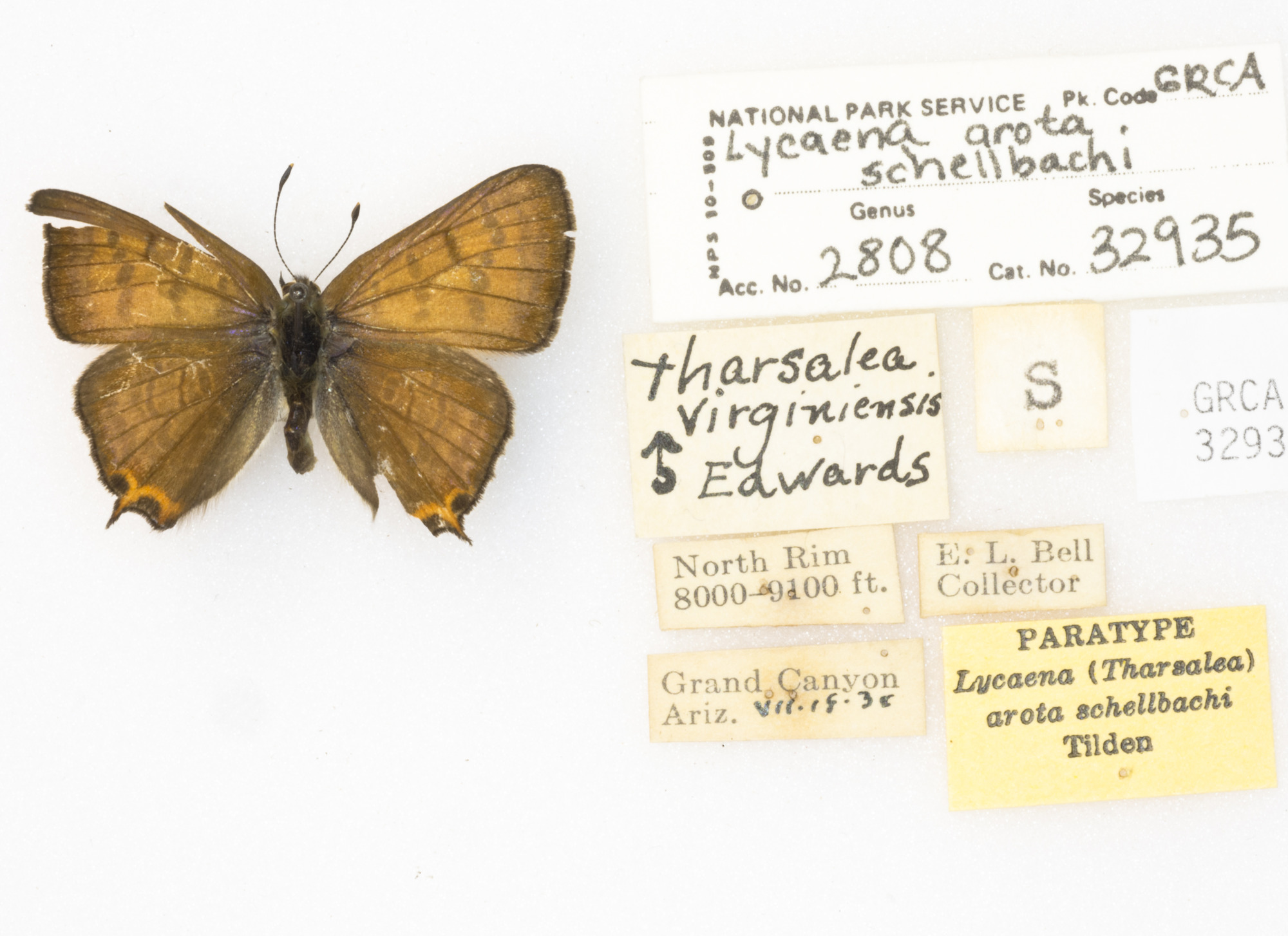 Tailed Copper, Lycaena arota schellbachi. Paratype des. Tilden. GRCA 32935. 18 August 1938. 8000'-9100', North Rim, Grand Canyon, Arizona. collector E.L. Bell..JPG