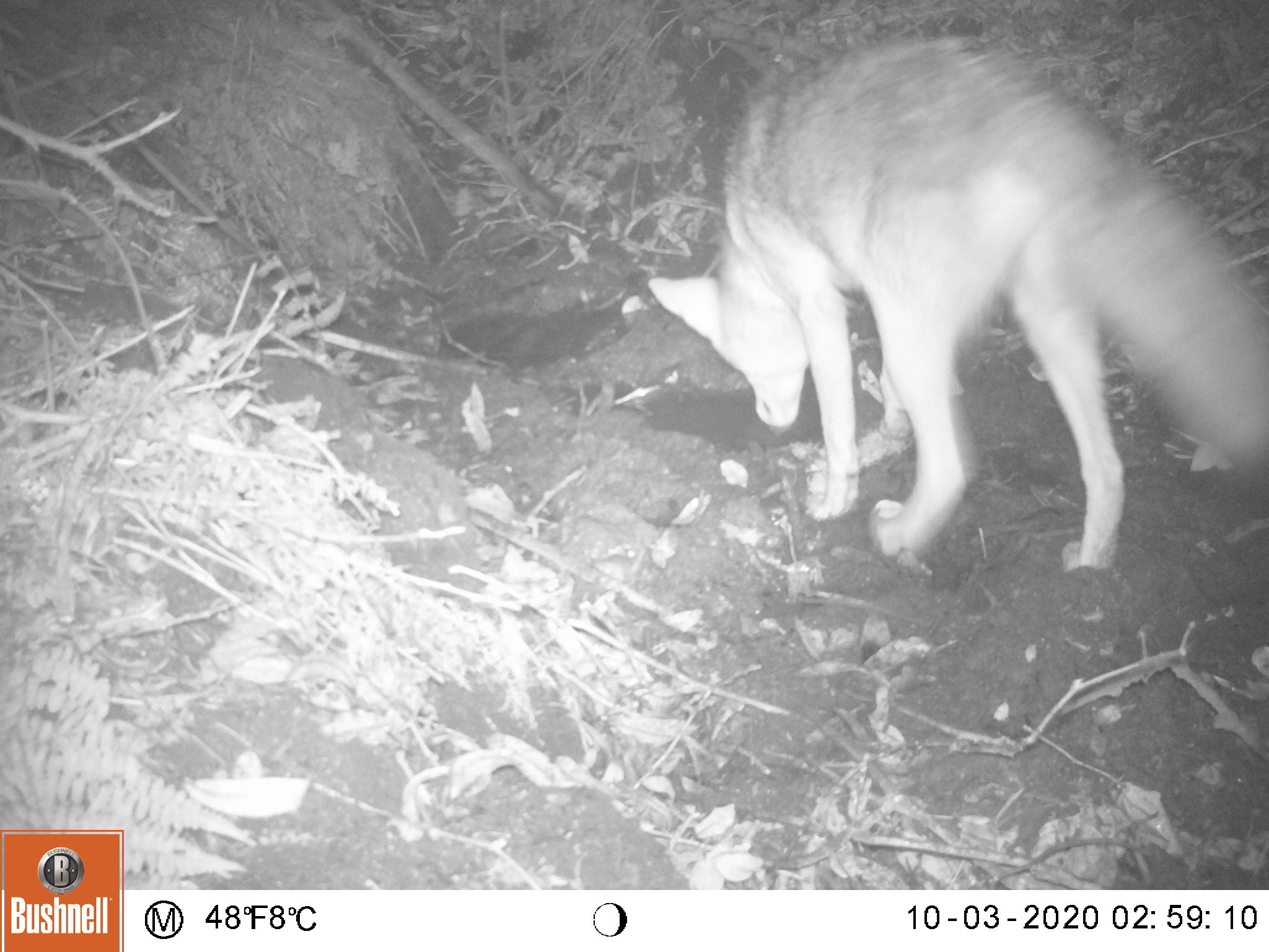 A black and white photograph of a coyote drinking from a seep of water. The coyote is facing away from the camera.