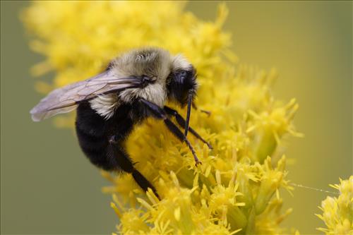 Mining bees in Cuyahoga Valley National Park