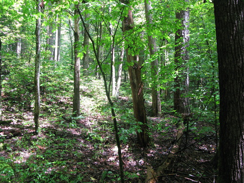 GRSM Accuracy Assessment. Plot Code: GRSM_AA_0748_3