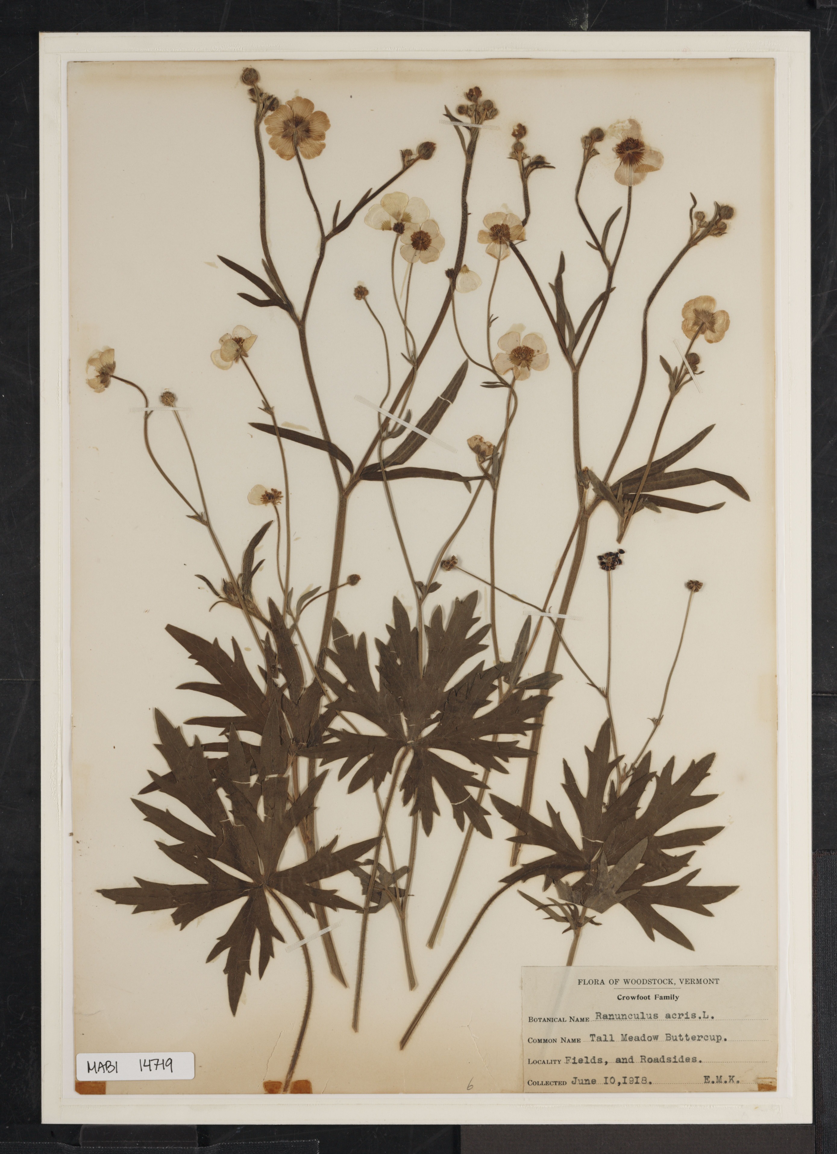 Preserved biological specimen on paper.