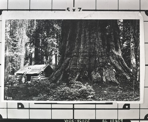 #378 Mariposa Grove cabin. Similar View: YM-26,701; Galen Clark's cabin in M.G.