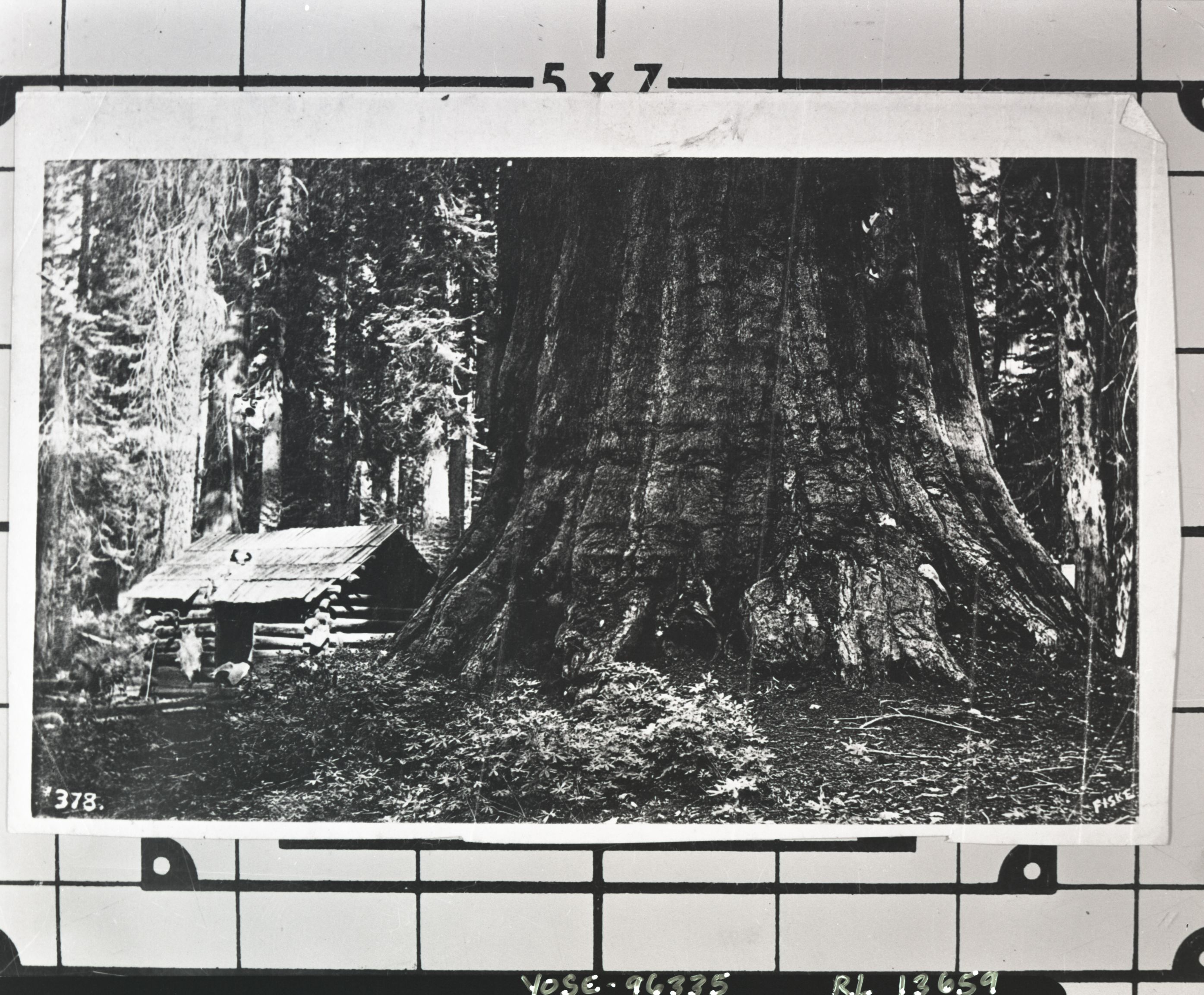 #378 Mariposa Grove cabin. Similar View: YM-26,701; Galen Clark's cabin in M.G.