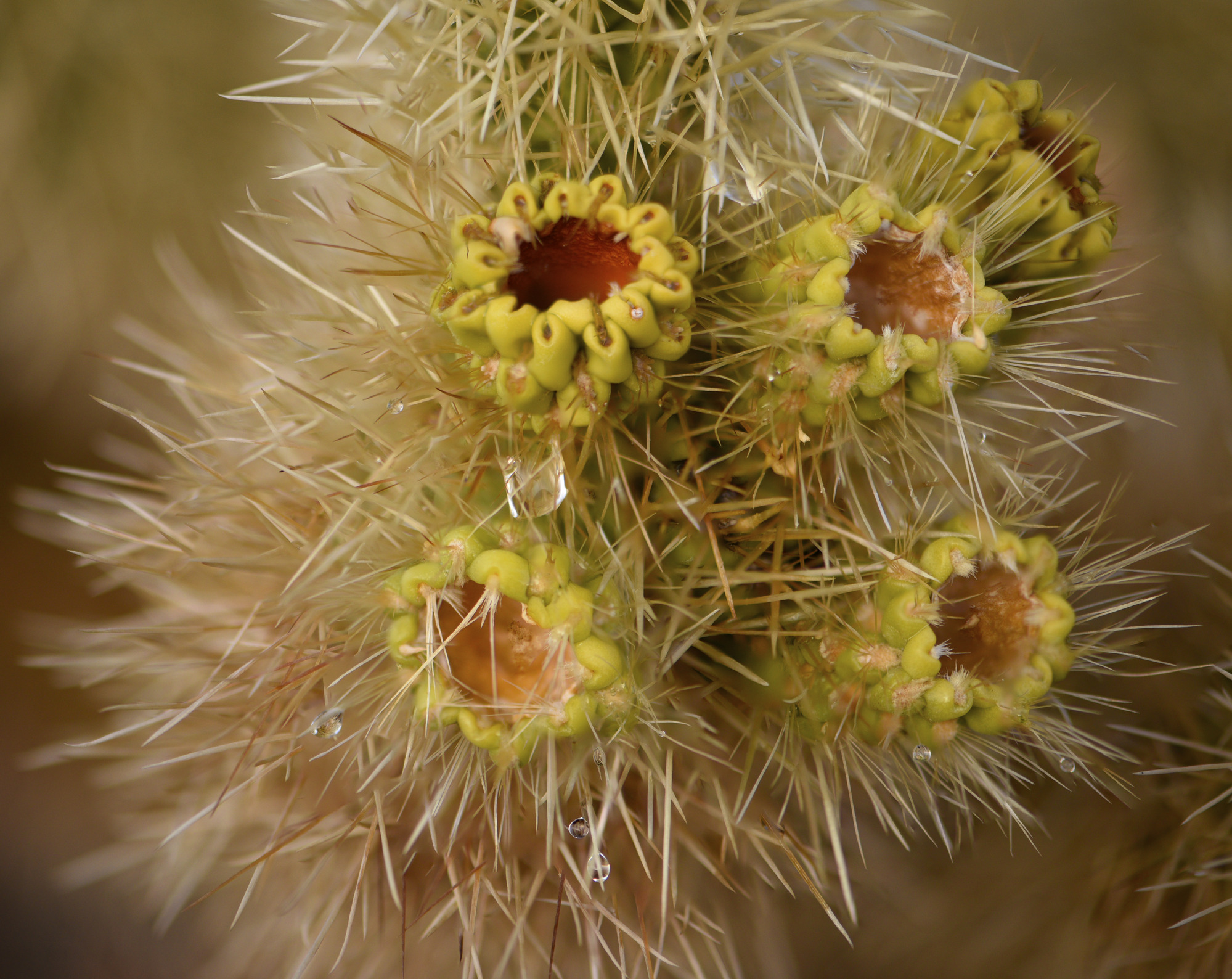 New growth and water drops on a cholla plant. 