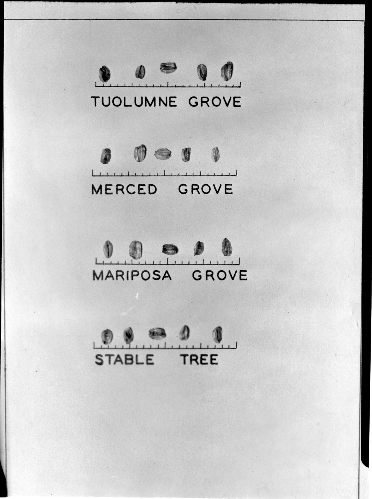 Seed samples from various Big Tree groves