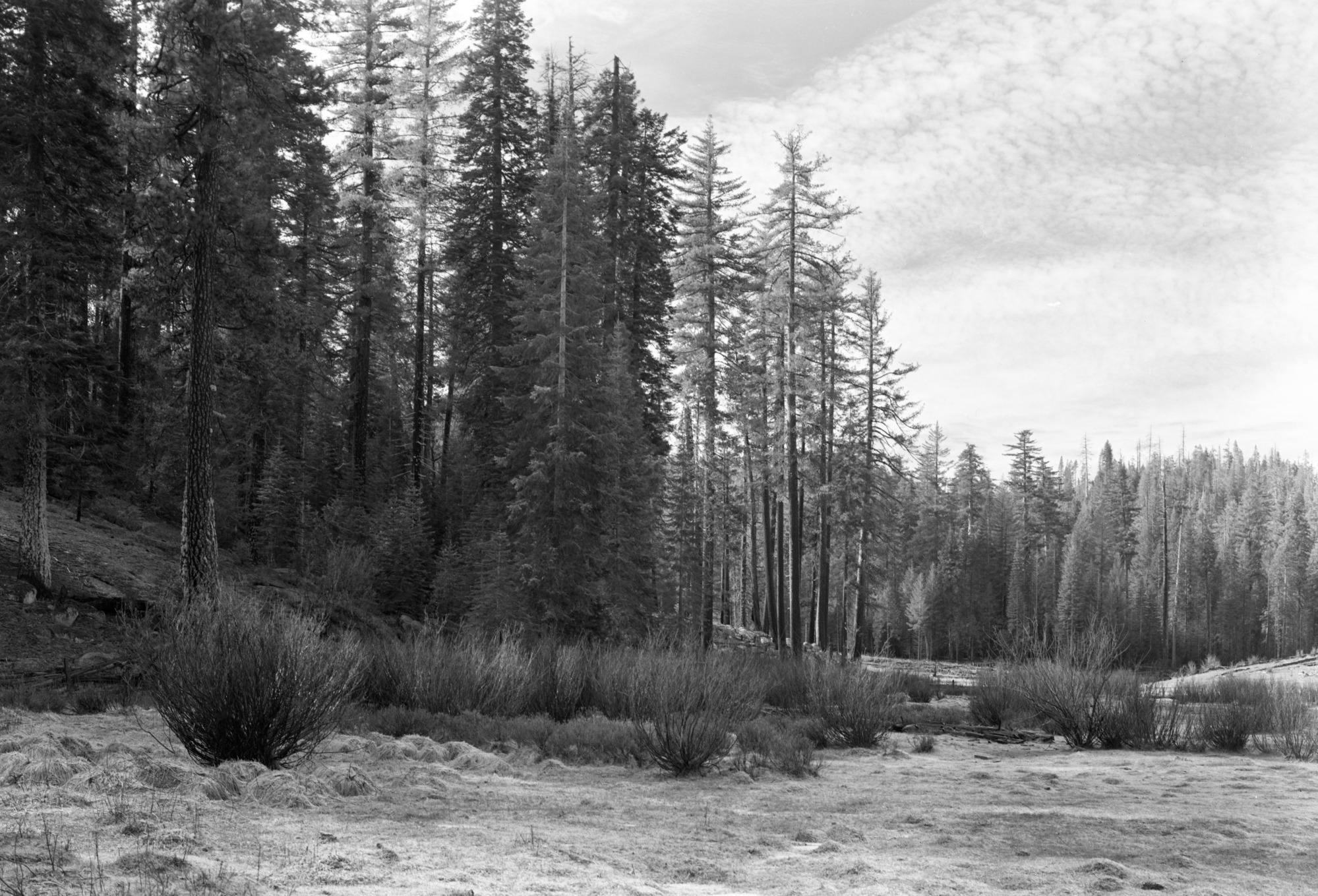 Forest on south side of Cuneo property