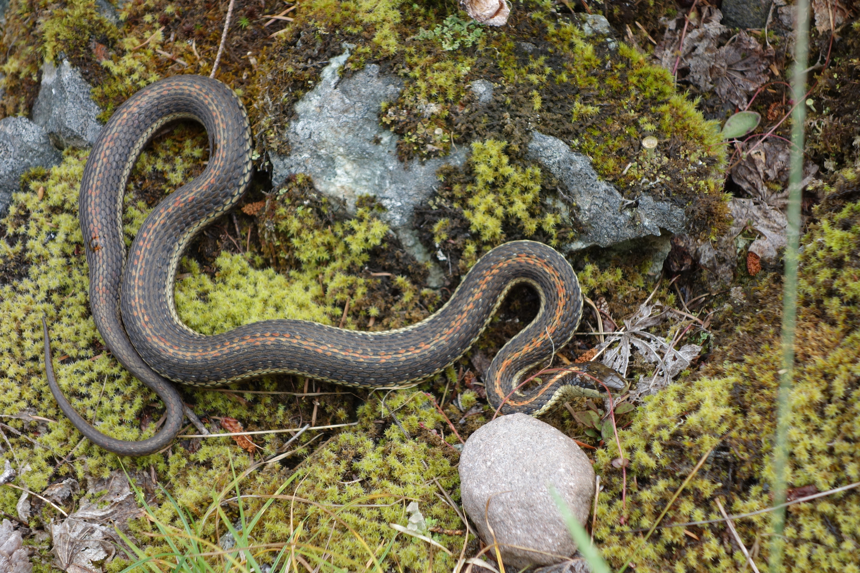 A snake with brown and orange stripes on mossy ground. 