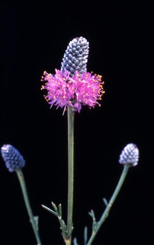 Badlands Flowers: Red, Pink, Blue